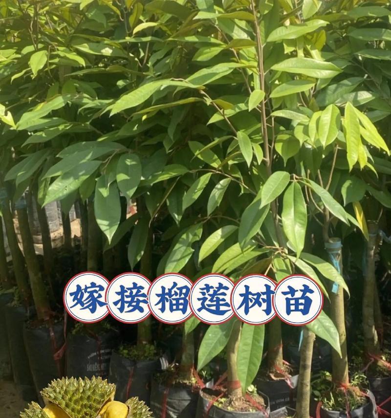 榴莲树苗北方种植的可行性（探究北方地区种植榴莲树苗的可能性及注意事项）