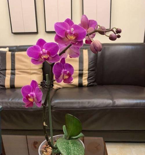 蝴蝶兰的种植和养护（打造蝴蝶兰的健康成长之道）