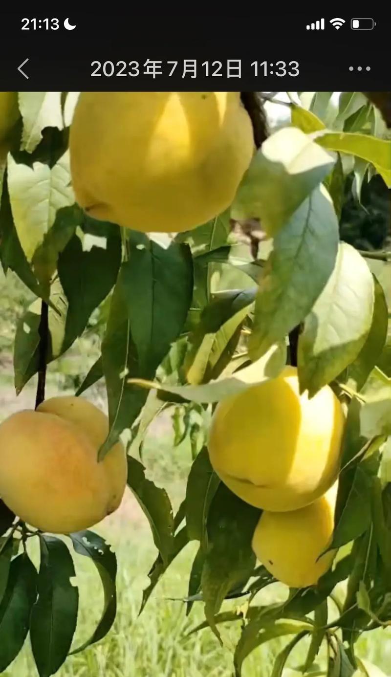黄桃成熟时间表及采摘技巧（掌握黄桃成熟规律，享受美味果实）