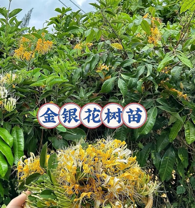 室内养金银花的技巧（金银花美丽花卉，室内也能养！）