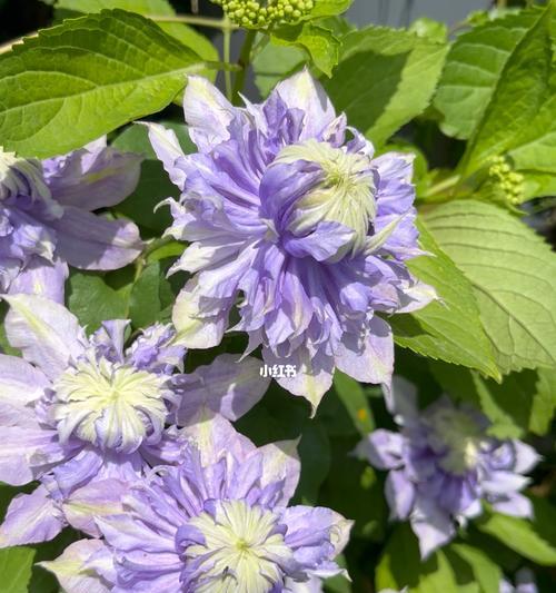 铁线莲度夏安全指南（夏季养护技巧，让铁线莲茁壮成长）