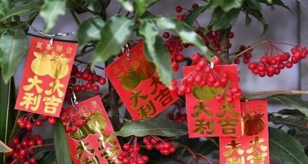 春节必买的花卉大全（选购春节花卉，关注颜值和寓意）