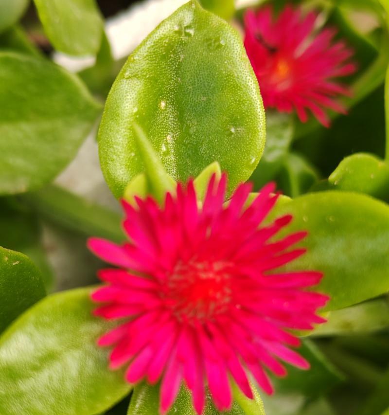 三七开花之种植技巧（种几年开花结果，如何培育成高产株）
