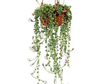绿植佛珠吸甲醛，让你的家更健康（佛珠绿植装饰家居，用生命消除甲醛）