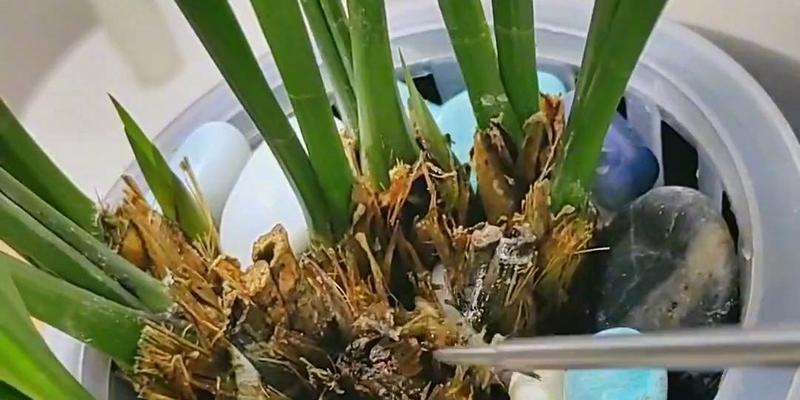 墨兰是水培好还是土培好？（水培与土培的优缺点对比）