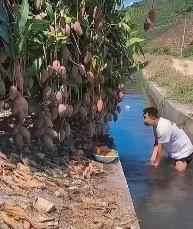 高产芒果种植技术与管理方法（提高产量的栽培技巧和关键管理方法）
