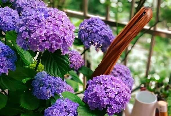 探寻绣球花的寓意（寻找花海中的人生真谛）