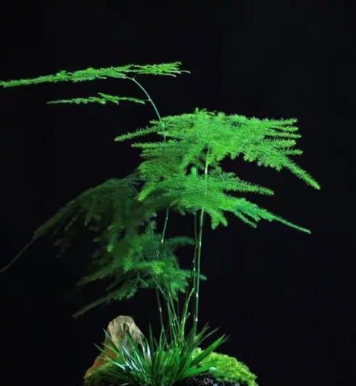 探究吊竹梅的适应环境和养护技巧（探究吊竹梅的适应环境和养护技巧）
