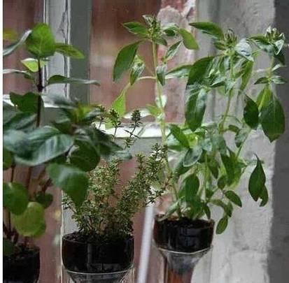 可乐浇绿植的效果及影响（探究可乐浇绿植的优缺点与正确用法）