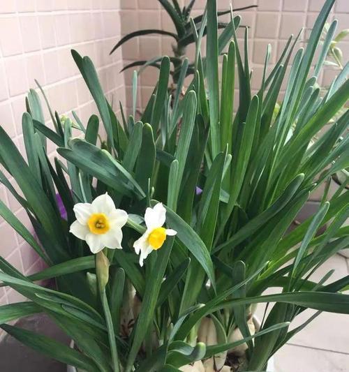 水仙花（水仙花开花时间、生长环境和养护技巧）
