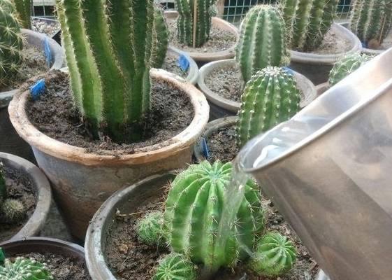 仙人球不开花的原因和解决方法（如何让你的仙人球开花？）