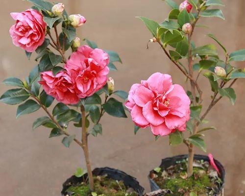 茶花与茶梅，谁更易养？（掌握养护技巧，打造精致园林）