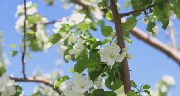 探秘海棠花开的时节（了解海棠花的花期和生长习惯，尽享花开美景）