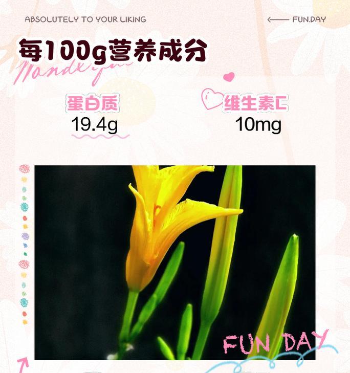 观音菜的功效与作用（探究观音菜的药用价值）