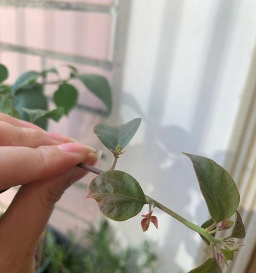 绿豆竟然开花？！（探秘绿豆的奇妙变化和神奇花朵）