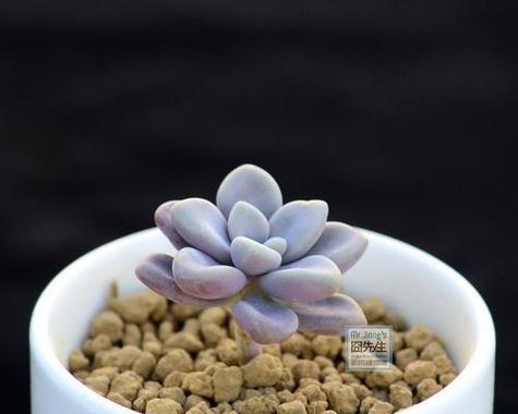天冷适合种什么植物？（15种适合在寒冷季节种植的植物）
