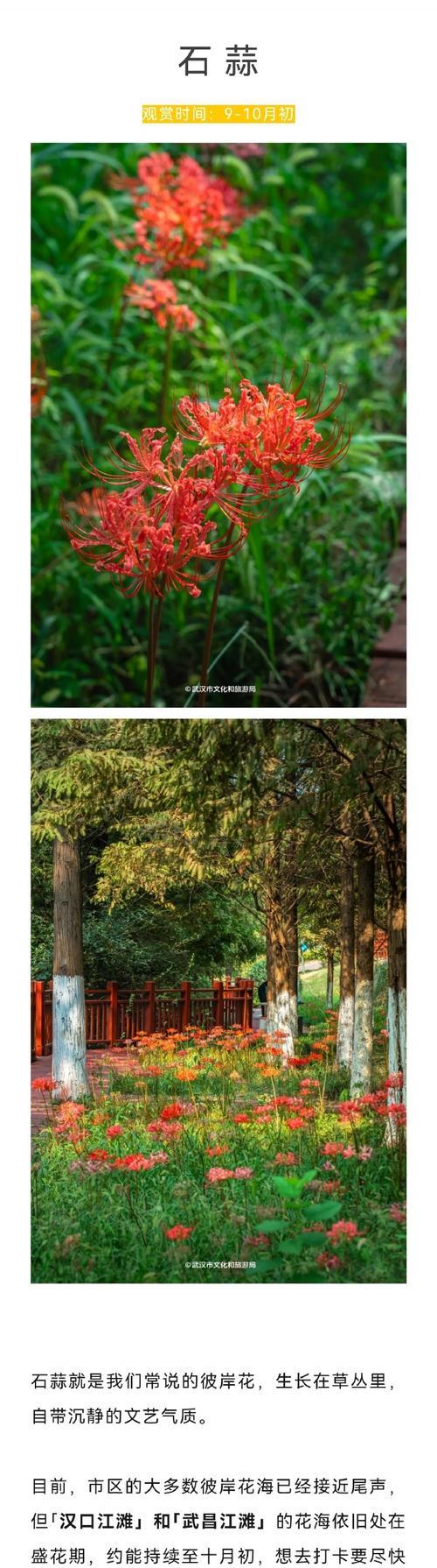 硫华菊花期——秋日花中佼佼者（硫华菊的品种与栽培、硫华菊的观赏价值、硫华菊的药用价值）