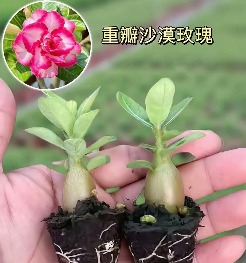 如何在家庭中养护玫瑰花（家庭养法，让你的玫瑰花盛放如意）