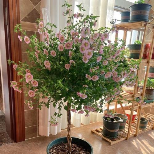 木槿花的养护全攻略（教你如何种植和护理最美的木槿花，让它在你的庭院中绽放。）