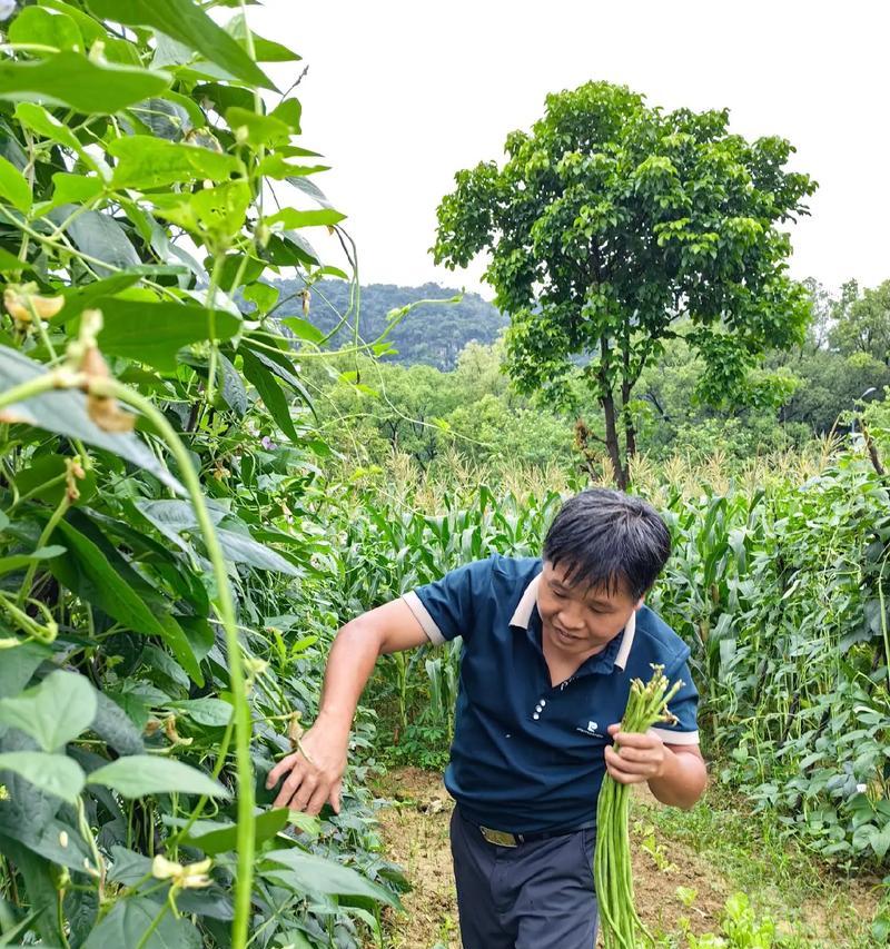 辣椒茄子的种植月份选择（合适的时间、种植技巧及注意事项）