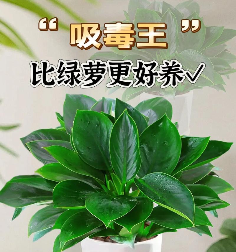 家里养金钻的好处与风水禁忌（金钻的吸财招财功效、风水禁忌需注意）