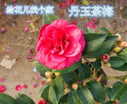 茶梅的耐寒温度研究（探究茶梅在不同温度下的生长情况）