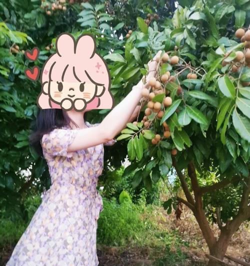 龙眼树在家门口种植的适宜性（打造家门口的生态园，享受属于你自己的果实）