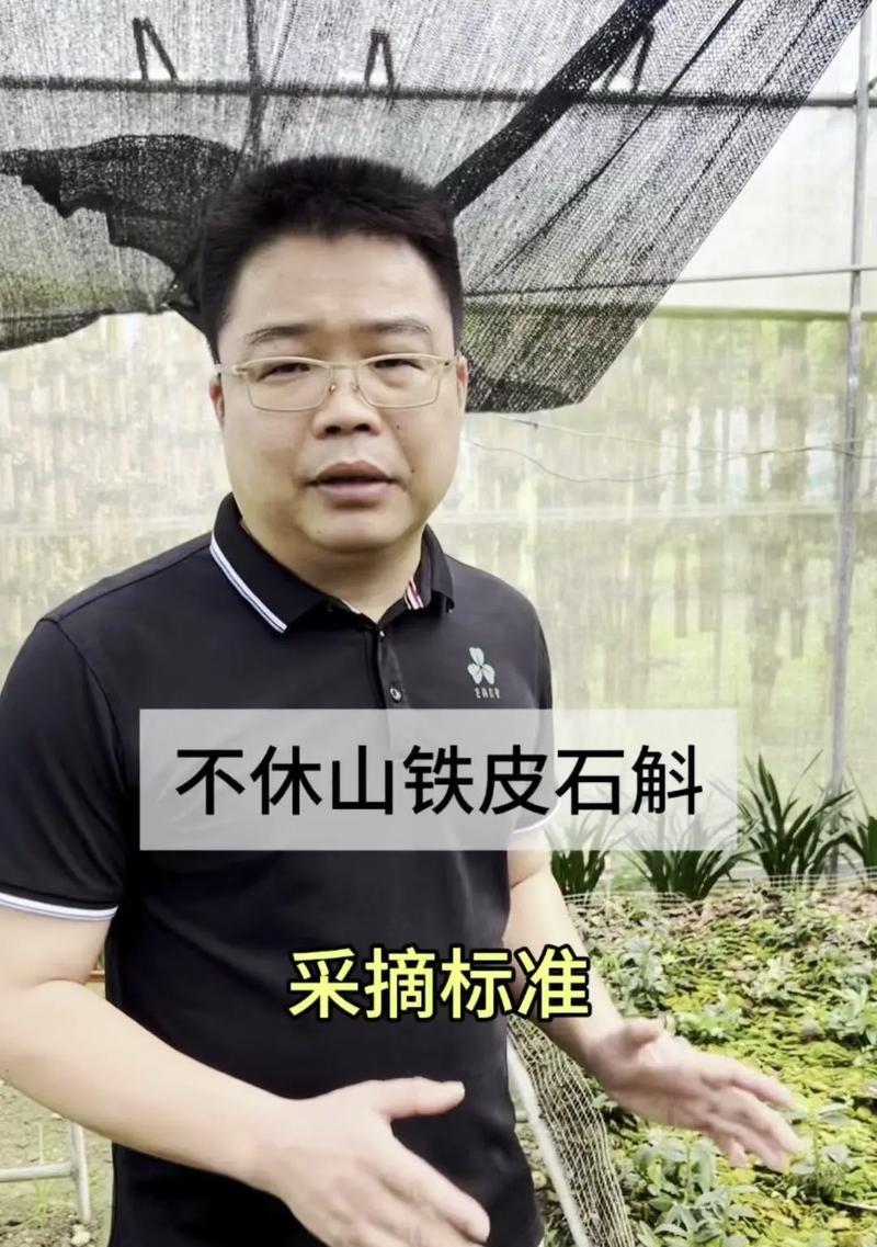 铁皮石斛的种植方法与步骤（掌握铁皮石斛的生长习性，打造自家药材园）