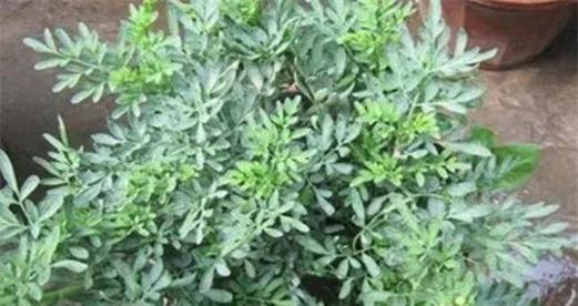 种植艾草的风水之道（家居风水小诀窍，艾草的功效与使用方法）