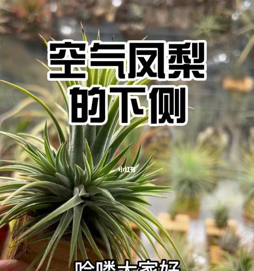 空气凤梨的养殖方法与养护要点（轻松培育独特美丽的空气凤梨，养殖注意事项详解）