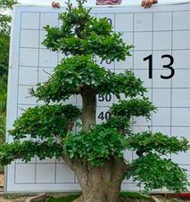 节白蜡的生长环境选择（探寻节白蜡喜阴和喜阳的养护方法，让你种出健康的花草）