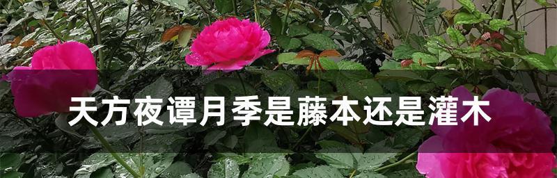 月季的生长习性与分类（月季的生长习性与分类）