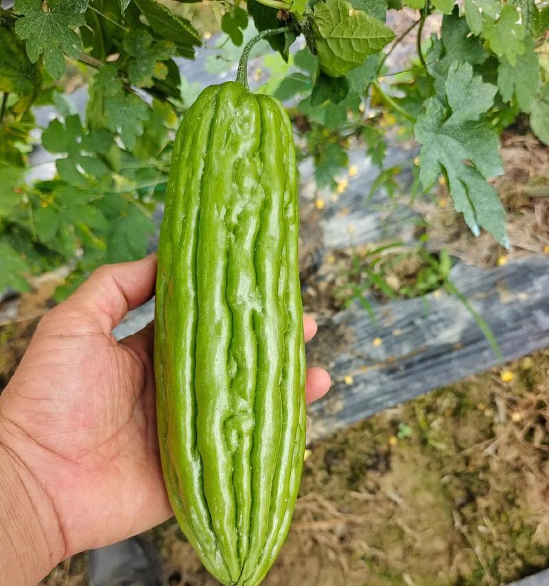 苦瓜的种植与育苗（苦瓜的发芽出苗、育苗方法与种植时间）