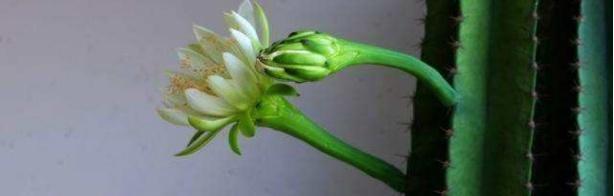 量天尺怎么浇水（掌握正确浇水方法，让植物茁壮生长）