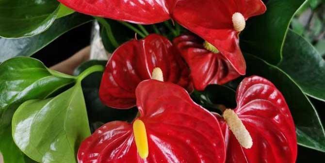 火鹤花——美丽的室内观叶植物（适合家居环境，如何养护？）