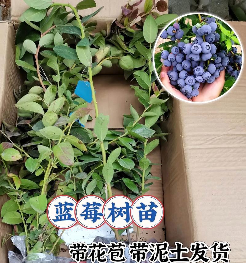 蓝莓种植指南（适合种植的月份、栽培技巧和常见问题）