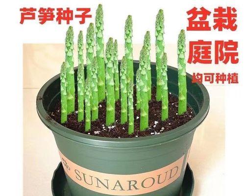芦笋种子的发芽时间（种植芦笋需知的发芽时间及“芦笋种子”）