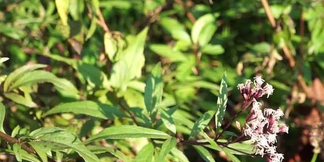 兰草怎么浇水？（掌握正确浇水方法，让兰草更健康）