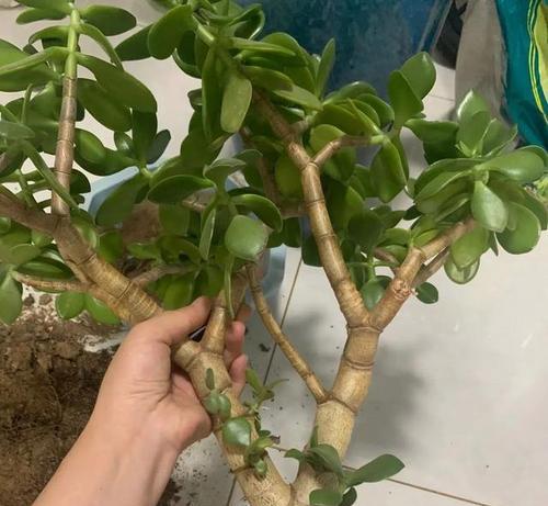 玉树换盆的最佳时机（如何掌握玉树换盆的技巧）