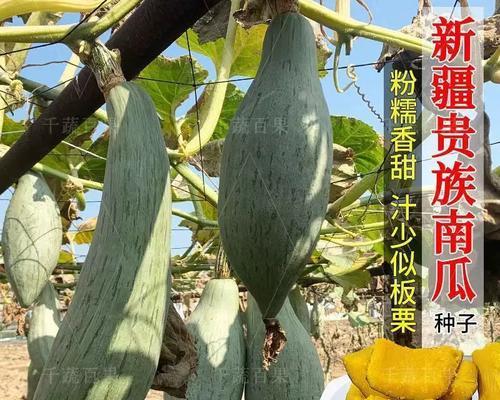 种植南瓜贝贝的秘密——如何成功种植南瓜贝贝的籽