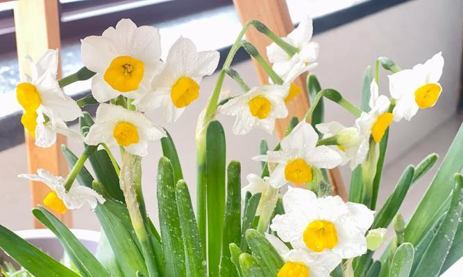 水仙花四季开花之奥妙（了解水仙花开花规律，常常见的四季水仙）