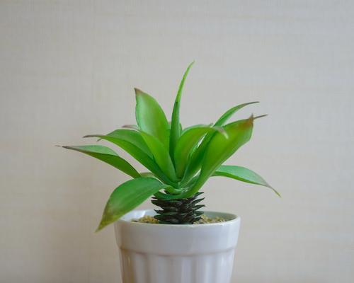 常春藤浇水时间和正确方法（打造健康茂盛的常春藤，让家里更美丽）