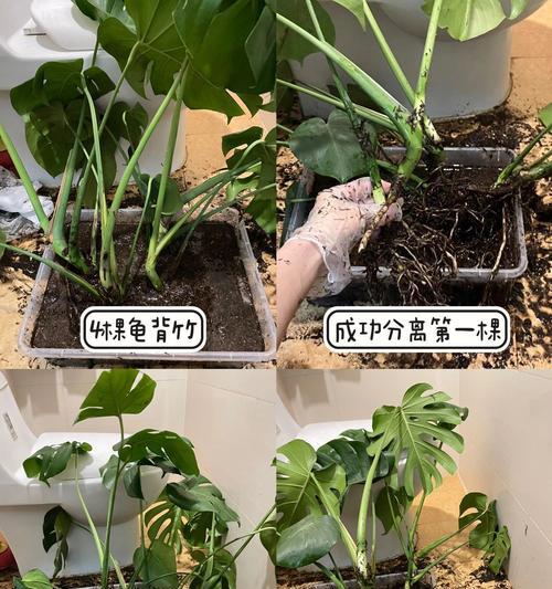 如何正确地分盆分株火鹤花？（时间与方法一定要注意，）