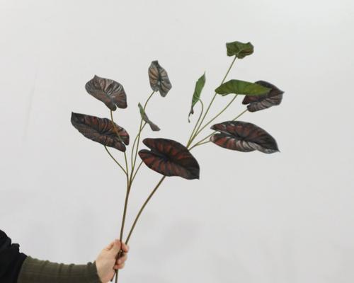 海芋插花的养护指南（掌握正确的养护方法，打造美丽的插花艺术品）
