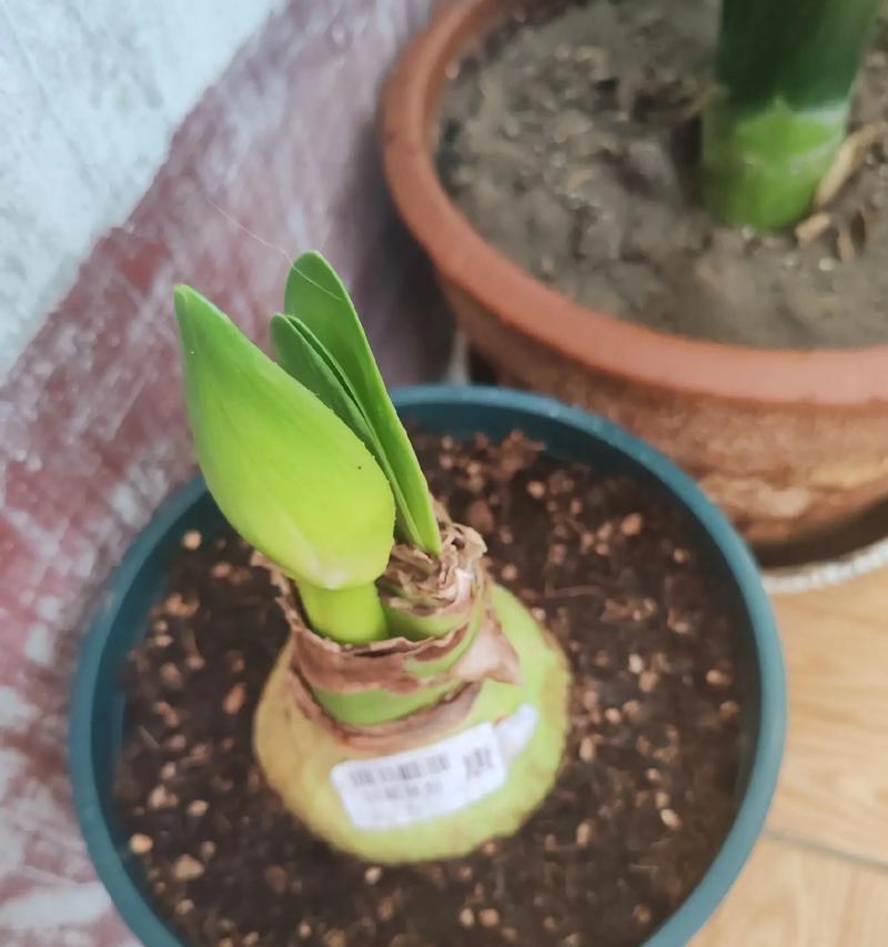 与鸿运当头相似的花，带来好运与幸福（与鸿运当头相似的花，带来好运与幸福）