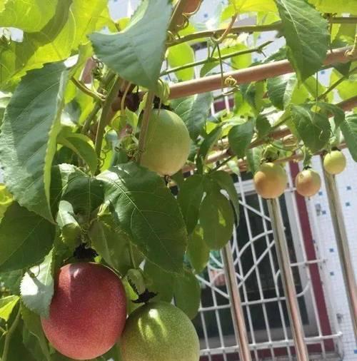 火龙果的种植与养护（了解火龙果的有毒性及室内养护技巧）