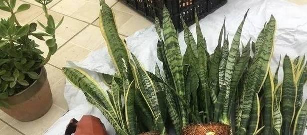 虎皮兰叶子烂了怎么办？教你如何拯救！