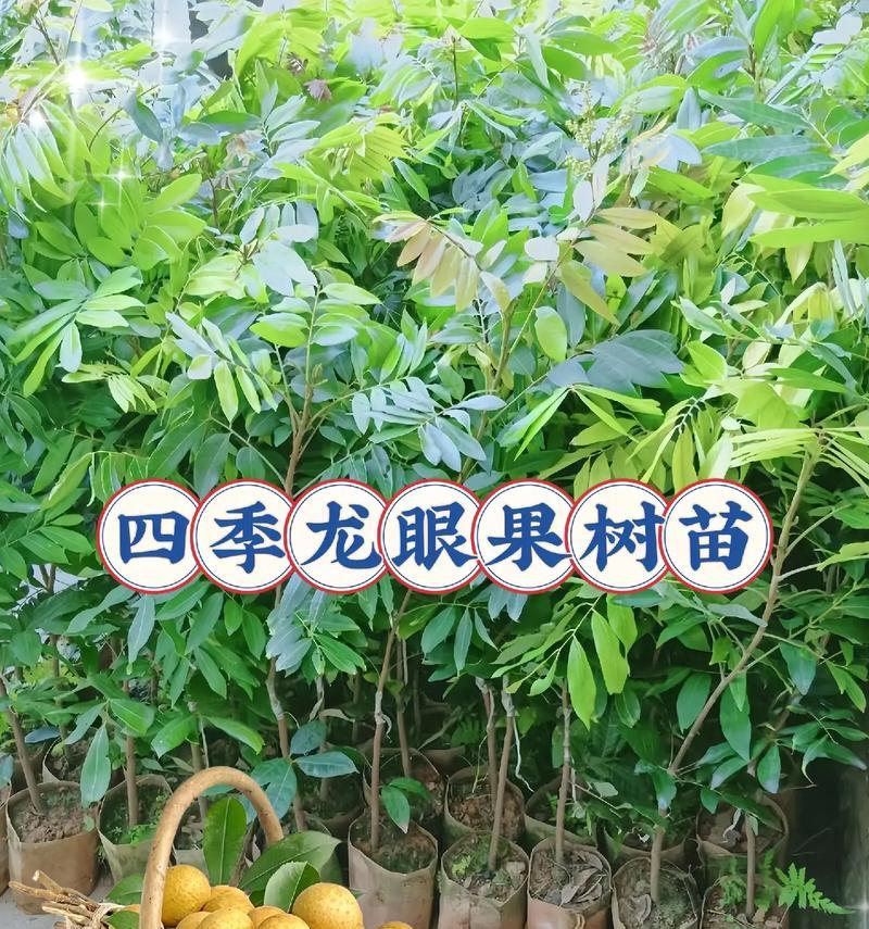龙眼品种排名及最佳选择（探寻甜度最高的龙眼品种）