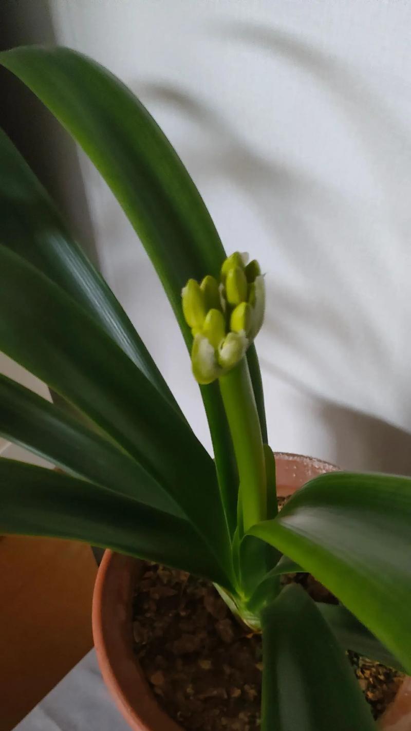 探秘君子兰花开花周期（从养护到开花，一步步了解君子兰的生长规律）