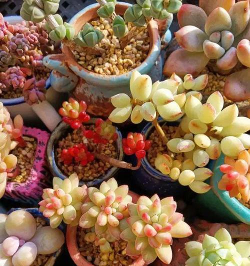 多肉植物的室外养护（让你的多肉植物迎风绽放）